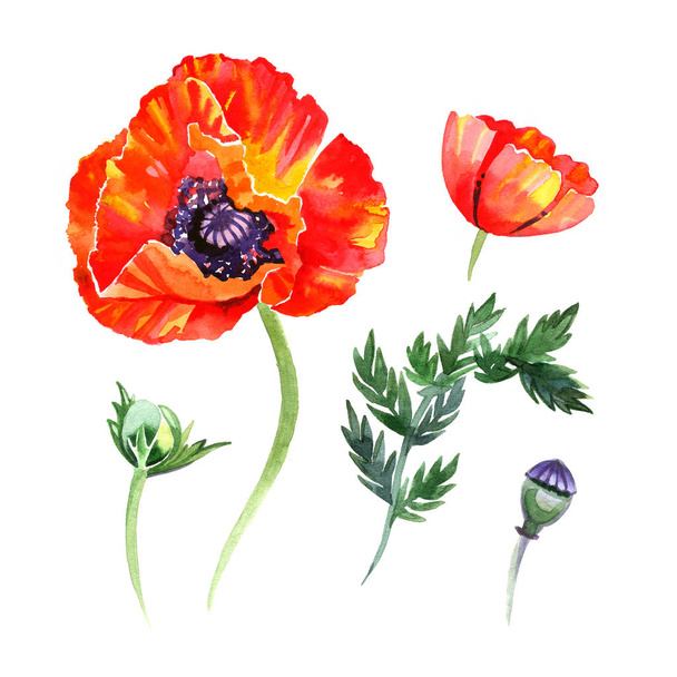 Vízfesték készlet pipacs virágok és rügyek illusztrációk. Kézzel rajzolt részletes virágos elemek elszigetelt - Fotó, kép