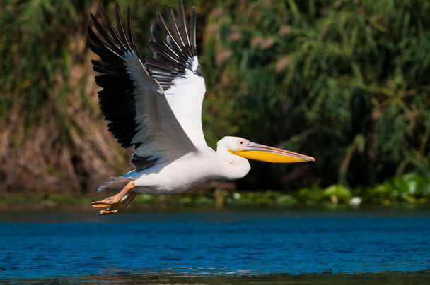 bílý pelikán v deltě danube - Fotografie, Obrázek