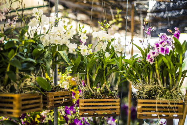 Many hanging Orchids - Фото, изображение
