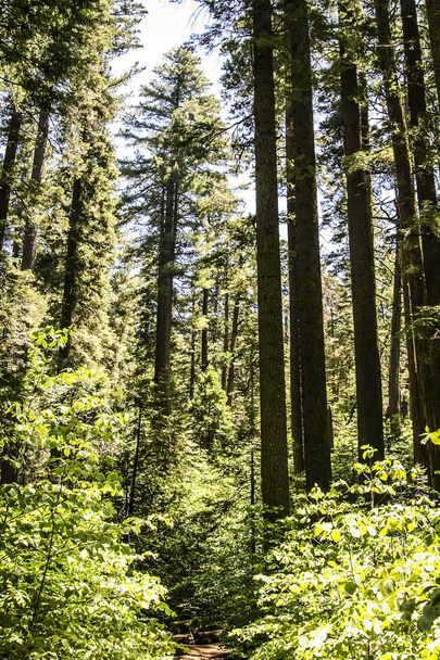 Many redwood trees - Фото, изображение