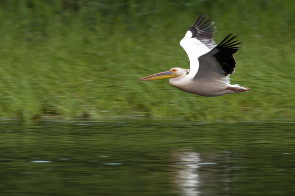 белый пеликан в полете - Фото, изображение