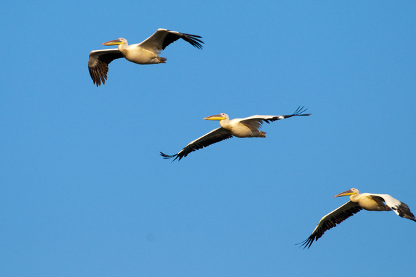 Pelicanos brancos em voo
 - Foto, Imagem