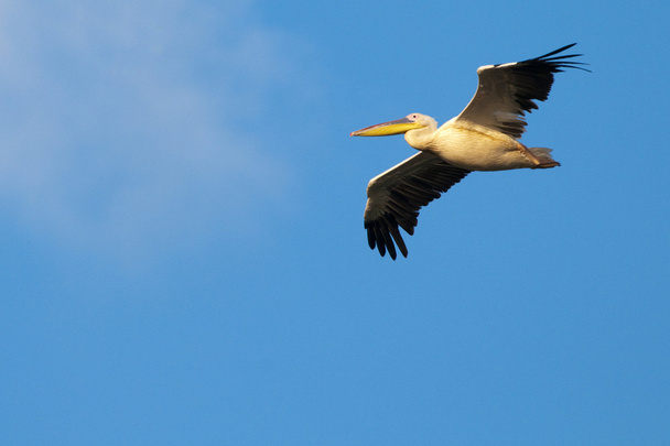 White Pelican in flight - Photo, Image