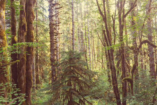 Deštný prales s hustou vegetací - Fotografie, Obrázek