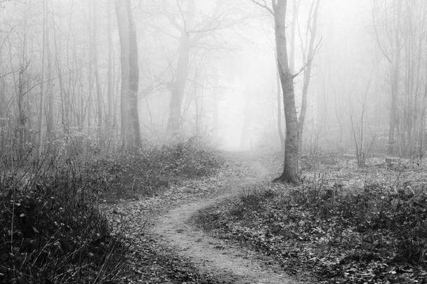 Englantilainen metsä sumuisena aamuna
 - Valokuva, kuva