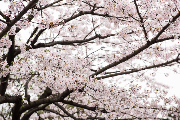 Piękne drzewa brzoskwini - Zdjęcie, obraz
