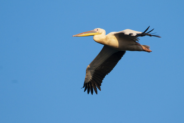 білий пелікан у польоті
 - Фото, зображення
