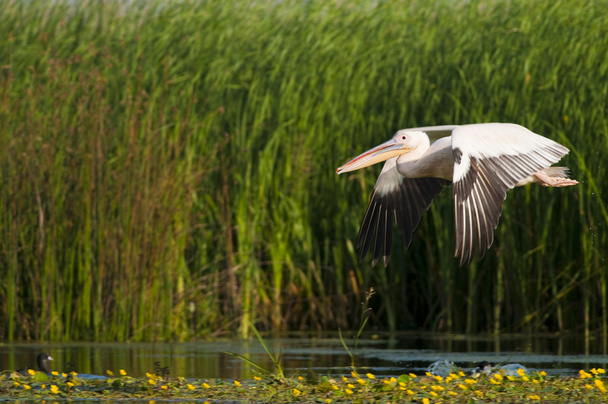 biały pelikan w locie - Zdjęcie, obraz