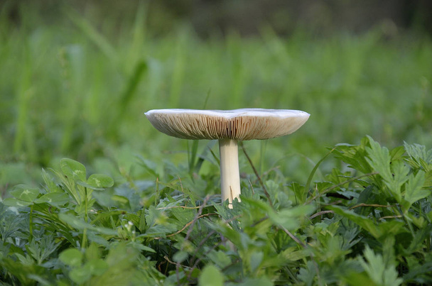 Pilz trommelt auf der grünen Wiese - Foto, Bild