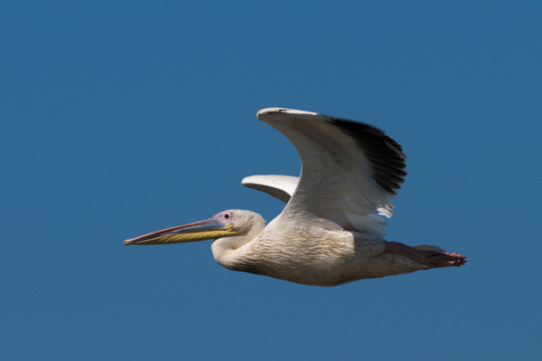 Pelicano branco (Pelecanus onocrotalus
) - Foto, Imagem