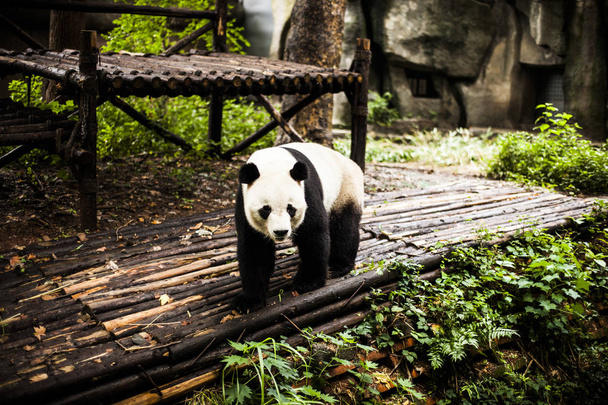 Гігантський панда у бамбуковому лісі - Фото, зображення