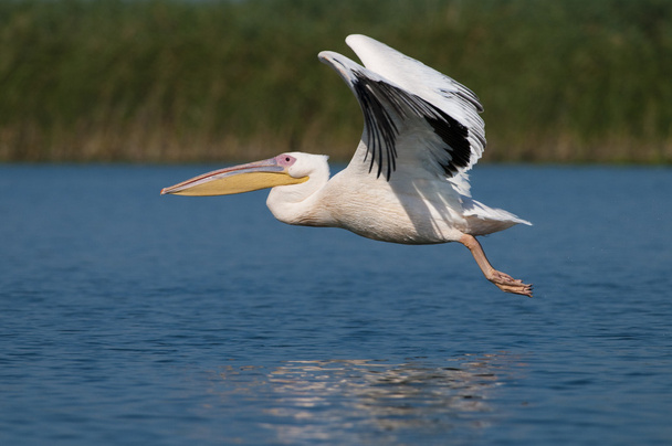 beyaz pelikan (Pelecanus onocrotalus) - Fotoğraf, Görsel