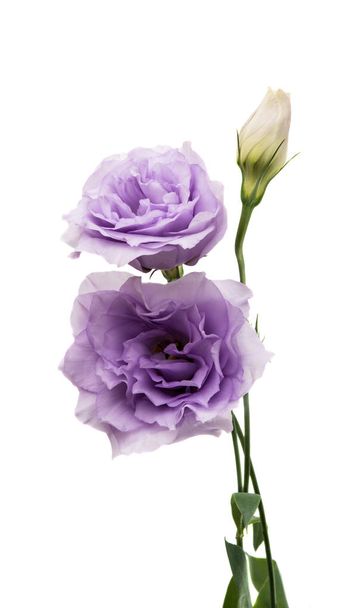 елегантність eustoma квітка
  - Фото, зображення