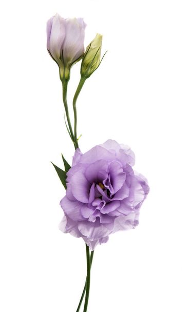 Elegance eustoma virág  - Fotó, kép
