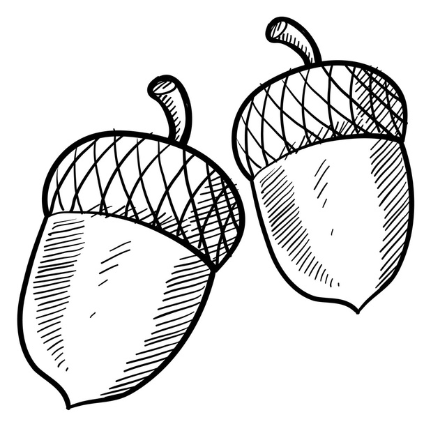 Acorn or buckeye sketch - Vector, Image
