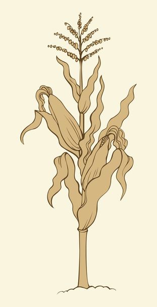 トウモロコシ植物の茎。ベクター スケッチ - ベクター画像