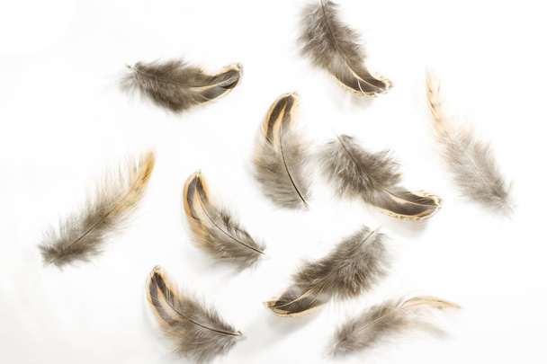 Conjunto de plumas de Faisán sobre fondo blanco
 - Foto, imagen