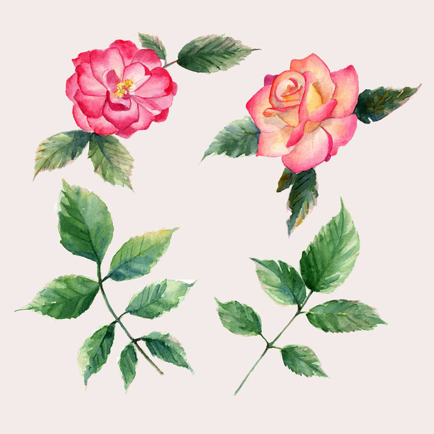 watercolor Roses  illustration - Вектор,изображение