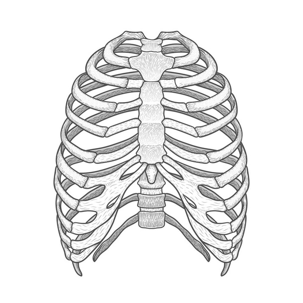Illustration of human rib cage. Line art style. Boho vector - ベクター画像