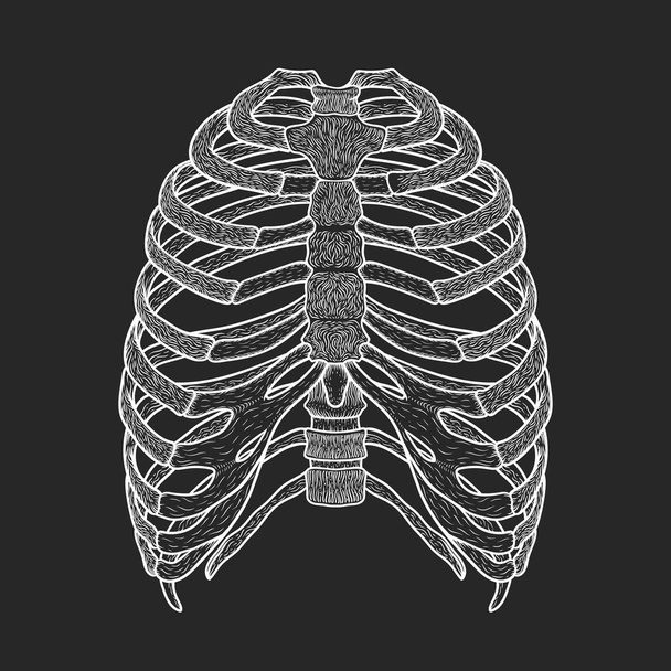 Illustration of human rib cage. Line art style. Boho vector - Вектор,изображение