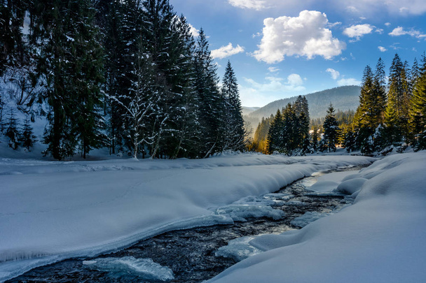 Frozen mountain river in spruce forest - Photo, Image