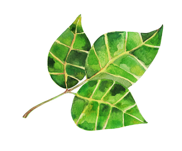 hand-drawn green leaves - Photo, image