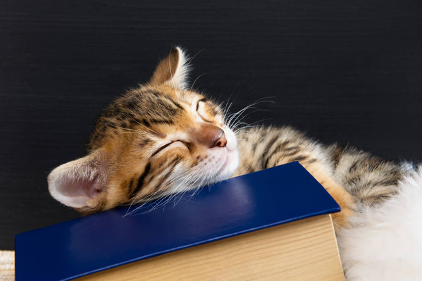 beautiful kitten fell asleep on the book - Photo, image