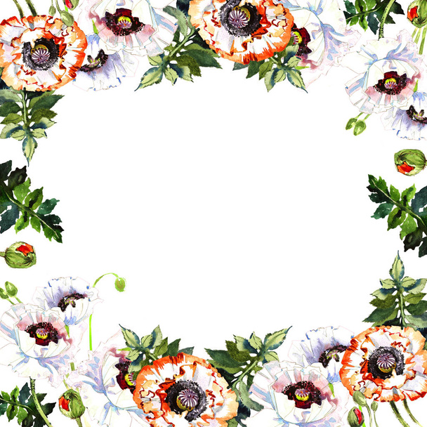 Wildflower poppy flower frame in a watercolor style isolated. - Fotografie, Obrázek