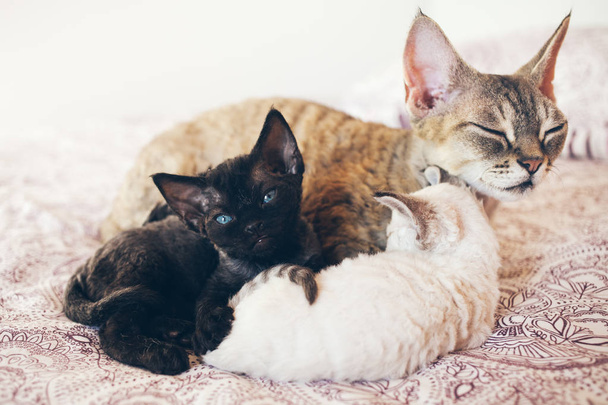 Η μαμά γάτα με τα γατάκια της. Αγάπη και τρυφερότητα. - Φωτογραφία, εικόνα