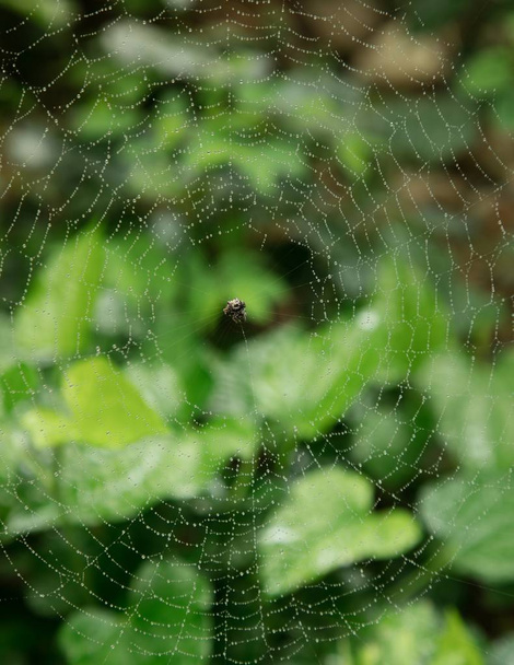 web Spider a to  - Fotografie, Obrázek