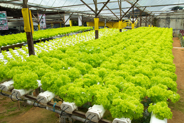 Hydroponicznych warzyw gospodarstwa - Zdjęcie, obraz