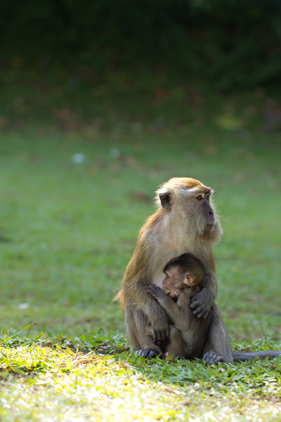Monkey breastfeed her baby - Photo, Image