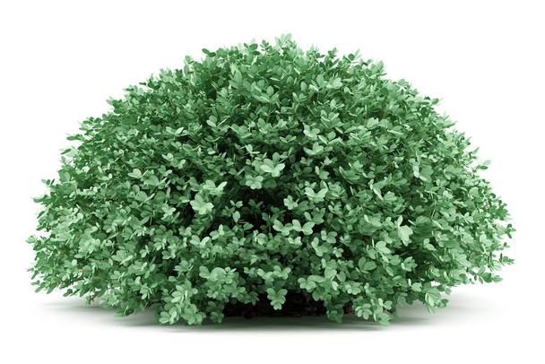 στρογγυλή πυξάρι φυτό απομονωθεί σε λευκό φόντο. 3D illustratio - Φωτογραφία, εικόνα