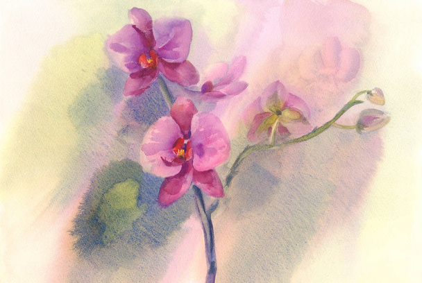 branche d'orchidée rose aquarelle backgragara
 - Photo, image