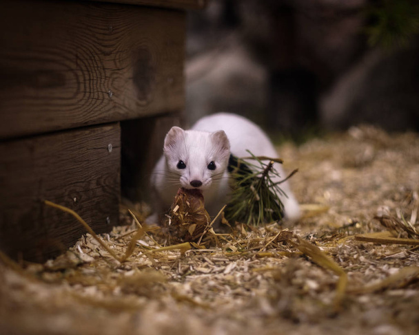 Cute white weasel at small home zoo - Photo, Image