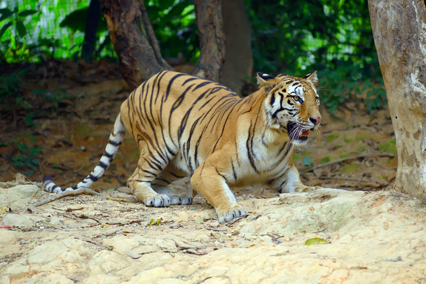 Tigre en su hábitat natural
 - Foto, Imagen