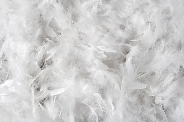 white feathers background - Photo, Image