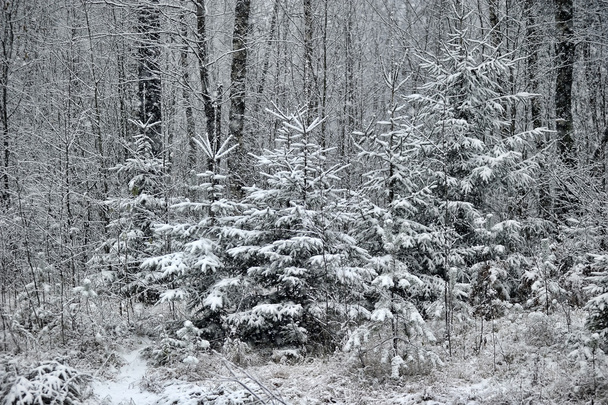 Snowy forest - Fotoğraf, Görsel
