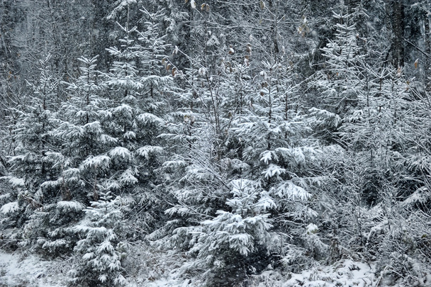 Snowy forest - Foto, afbeelding