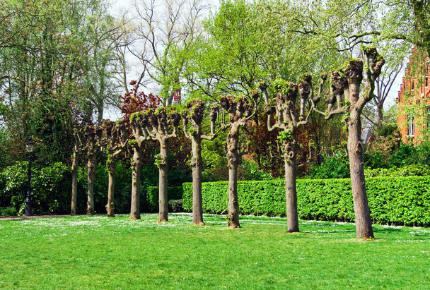 Fila de árboles sin ramas alineados en el parque
 - Foto, imagen