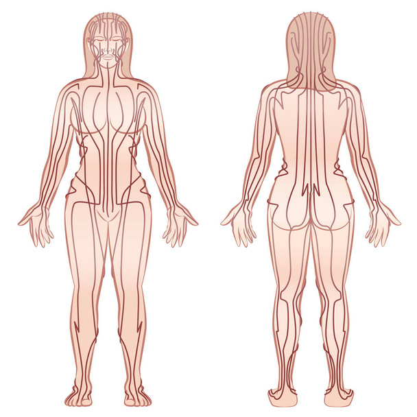 Γυναίκα μεσημβρινούς του σώματος - Διάνυσμα, εικόνα