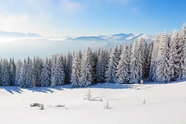  Forests covered with snow. - Photo, Image