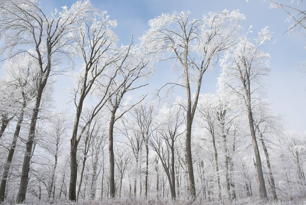Winter forest - besneeuwde winterlandschap - Foto, afbeelding