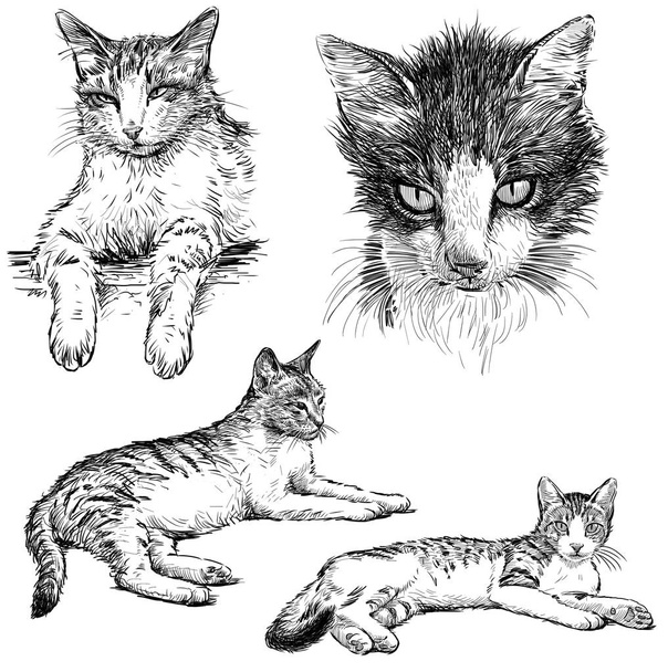 Skizzen eines Haustieres - Foto, Bild