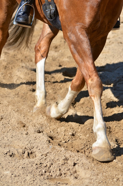 Las piernas de un caballo haciendo doma
 - Foto, Imagen