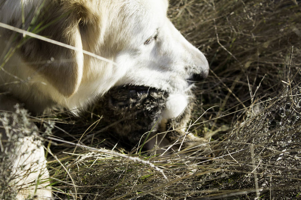 Dog hunted rabbit - Photo, Image
