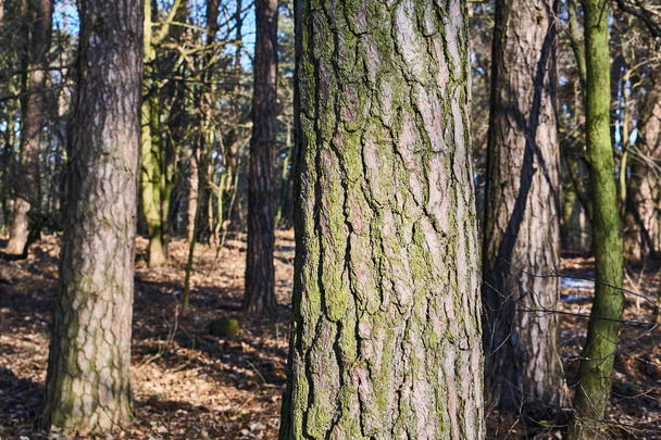 Listnatý les stromy v zimě  - Fotografie, Obrázek