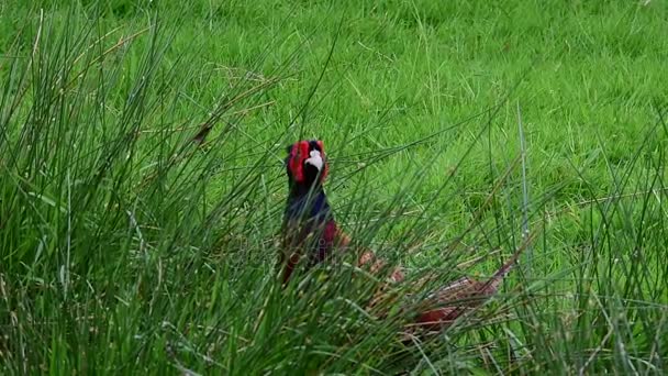 Обычный фазан в зеленом поле
 - Кадры, видео