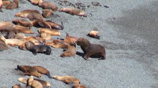 South American Sea Lions - Footage, Video