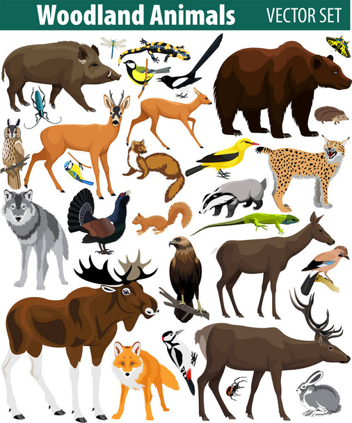 Набор векторных лесных животных, изолированных на белом
 - Вектор,изображение